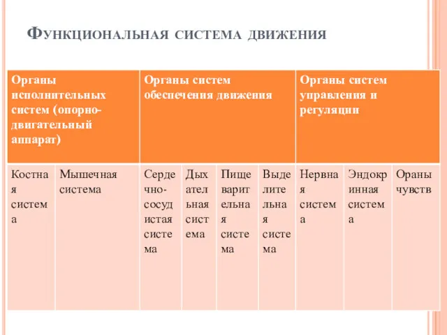 Функциональная система движения