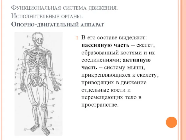 Функциональная система движения. Исполнительные органы. Опорно-двигательный аппарат В его составе