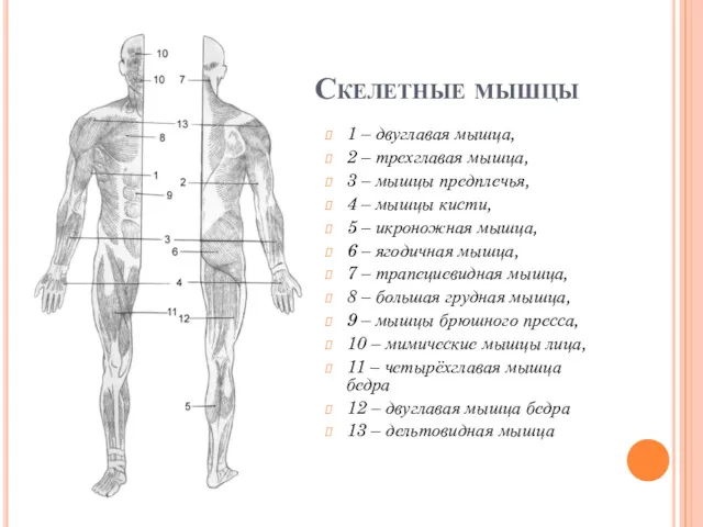 Скелетные мышцы 1 – двуглавая мышца, 2 – трехглавая мышца,