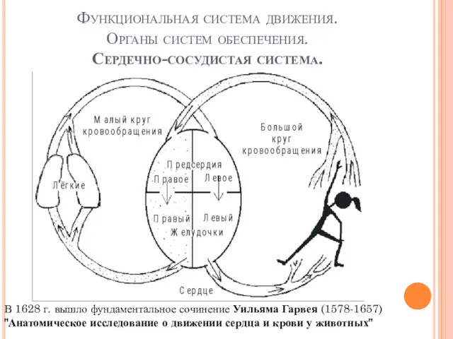 Функциональная система движения. Органы систем обеспечения. Сердечно-сосудистая система. В 1628