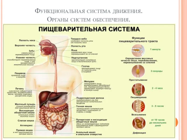 Функциональная система движения. Органы систем обеспечения. Пищеварительная система