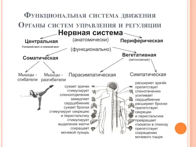 Функциональная система движения Органы систем управления и регуляции