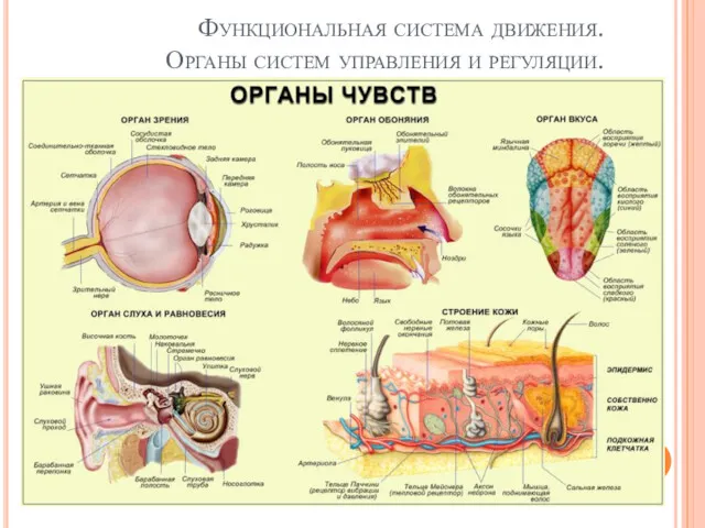 Функциональная система движения. Органы систем управления и регуляции. Органы чувств