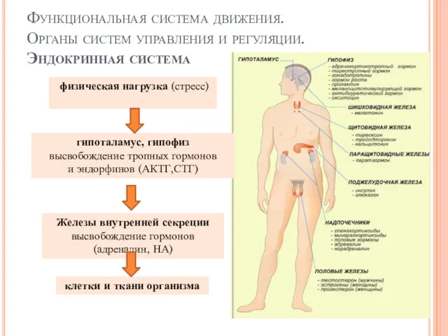 Функциональная система движения. Органы систем управления и регуляции. Эндокринная система