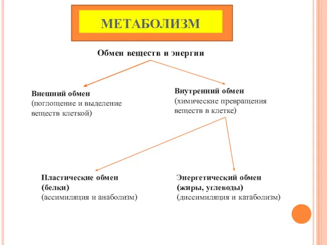 МЕТАБОЛИЗМ Обмен веществ и энергии Внешний обмен (поглощение и выделение