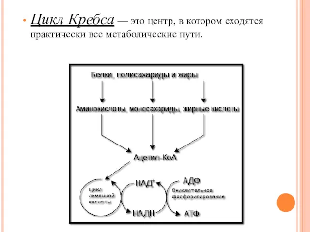 Цикл Кребса — это центр, в котором сходятся практически все метаболические пути.