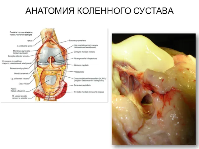 АНАТОМИЯ КОЛЕННОГО СУСТАВА