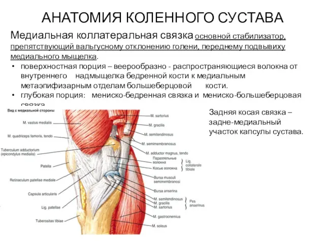 АНАТОМИЯ КОЛЕННОГО СУСТАВА Медиальная коллатеральная связка основной стабилизатор, препятствующий вальгусному