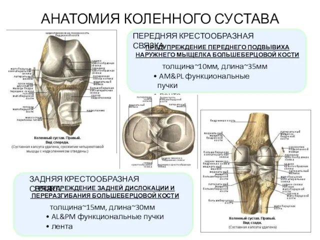 АНАТОМИЯ КОЛЕННОГО СУСТАВА ПЕРЕДНЯЯ КРЕСТООБРАЗНАЯ СВЯЗКА ПРЕДУПРЕЖДЕНИЕ ПЕРЕДНЕГО ПОДВЫВИХА НАРУЖНЕГО