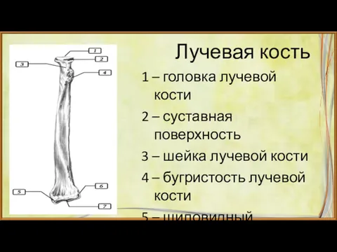Лучевая кость 1 – головка лучевой кости 2 – суставная поверхность 3 –