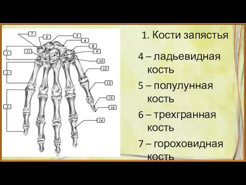 1. Кости запястья 4 – ладьевидная кость 5 – полулунная кость 6 –
