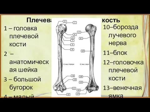 Плечевая кость 1 – головка плечевой кости 2 – анатомическая шейка 3 –