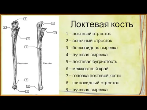 Локтевая кость 1 – локтевой отросток 2 – венечный отросток 3 – блоковидная