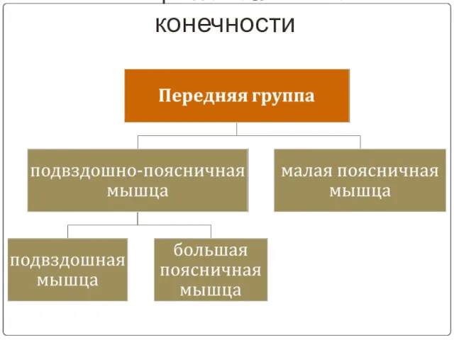 Мышцы пояса нижней конечности