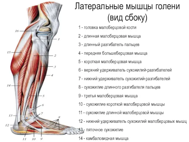 1 - головка малоберцовой кости 2 - длинная малоберцовая мышца