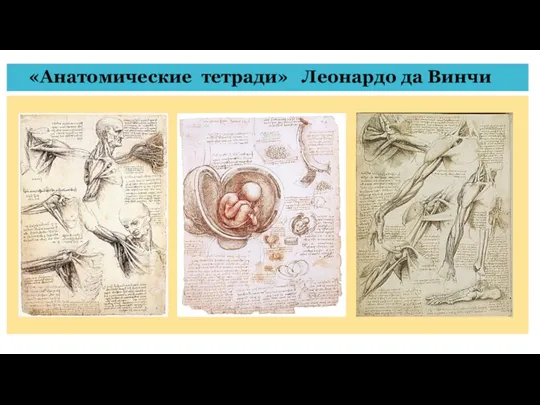 «Анатомические тетради» Леонардо да Винчи