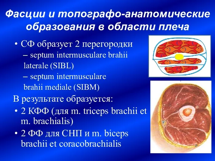 Фасции и топографо-анатомические образования в области плеча СФ образует 2 перегородки septum intermusculare