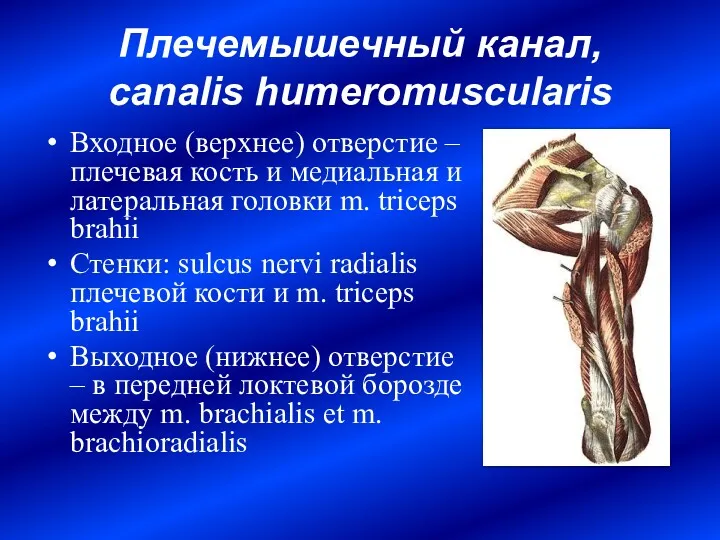 Плечемышечный канал, canalis humeromuscularis Входное (верхнее) отверстие – плечевая кость и медиальная и