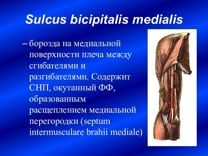Sulcus bicipitalis medialis борозда на медиальной поверхности плеча между сгибателями и разгибателями. Содержит