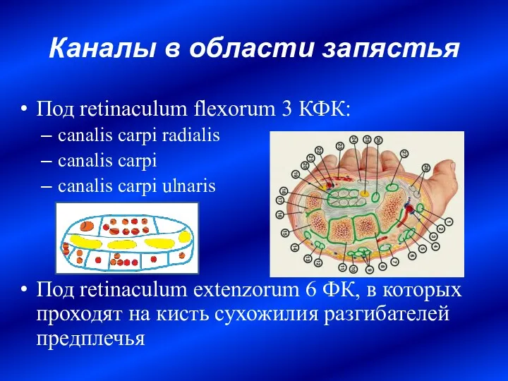 Под retinaculum flexorum 3 КФК: canalis carpi radialis canalis carpi canalis carpi ulnaris