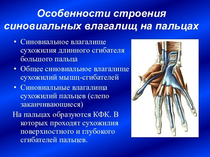 Особенности строения синовиальных влагалищ на пальцах Синовиальное влагалище сухожилия длинного сгибателя большого пальца