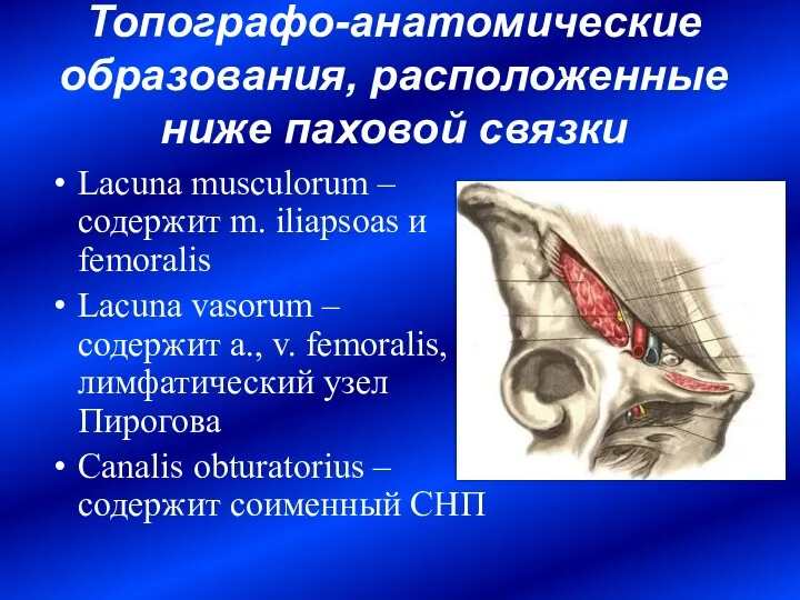 Топографо-анатомические образования, расположенные ниже паховой связки Lacuna musculorum – содержит m. iliapsoas и