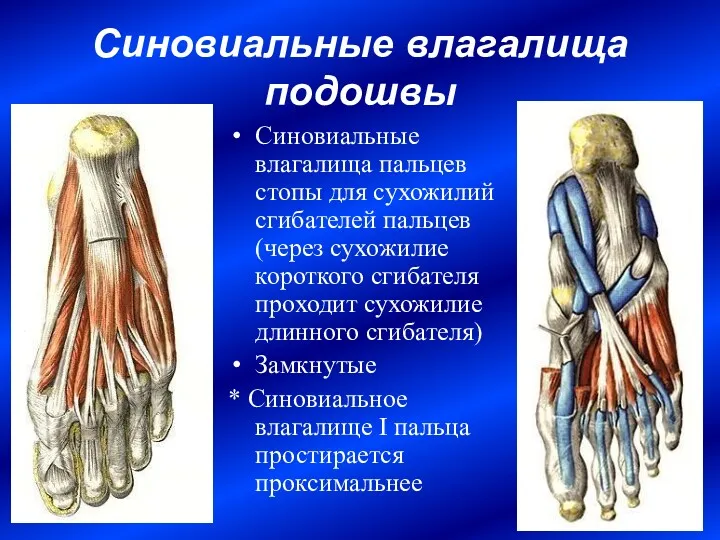 Синовиальные влагалища подошвы Синовиальные влагалища пальцев стопы для сухожилий сгибателей пальцев (через сухожилие