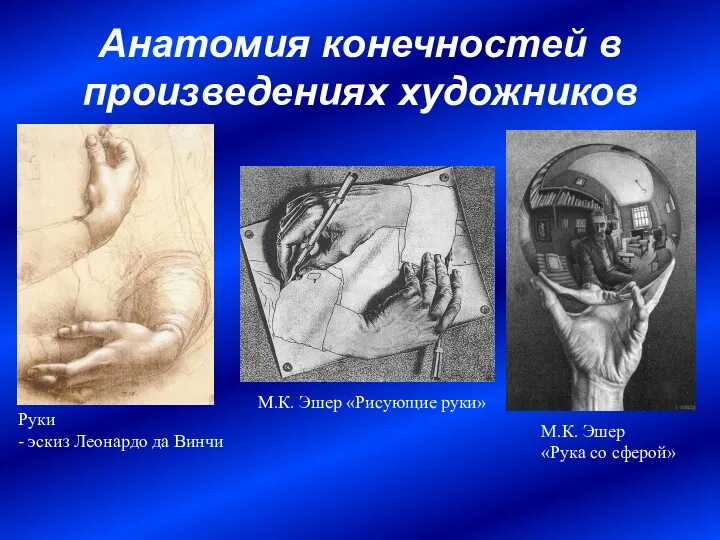 Анатомия конечностей в произведениях художников М.К. Эшер «Рисующие руки» Руки - эскиз Леонардо