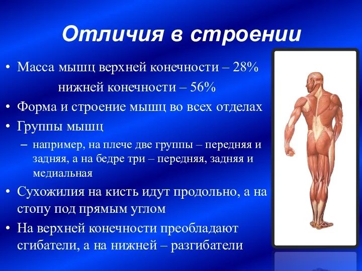Отличия в строении Масса мышц верхней конечности – 28% нижней конечности – 56%