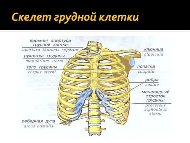 Скелет грудной клетки
