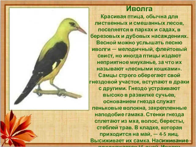 Иволга Красивая птица, обычна для лиственных и смешанных лесов, поселяется в парках и