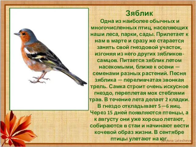 Зяблик Одна из наиболее обычных и многочисленных птиц, населяющих наши леса, парки, сады.