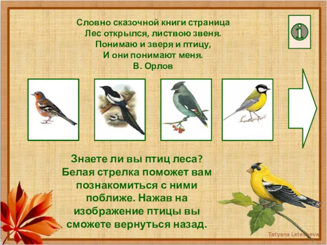 Знаете ли вы птиц леса? Белая стрелка поможет вам познакомиться с ними поближе.