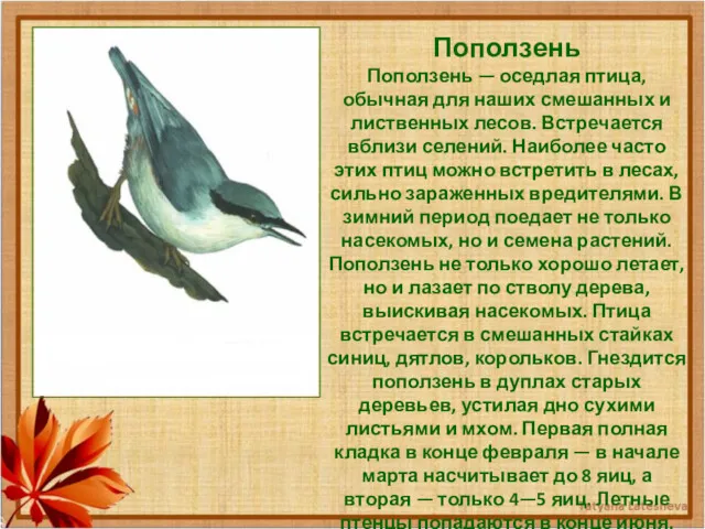 Поползень Поползень — оседлая птица, обычная для наших смешанных и лиственных лесов. Встречается