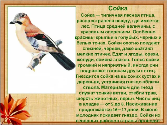 Сойка Сойка — типичная лесная птица, распространена всюду, где имеется лес. Птица средней