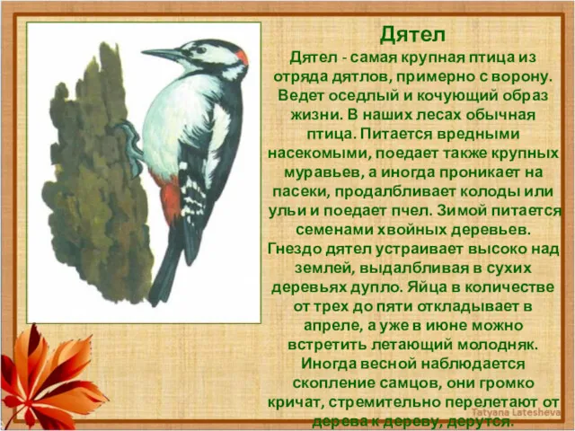 Дятел Дятел - самая крупная птица из отряда дятлов, примерно