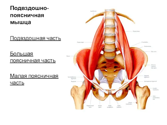 Подвздошно- поясничная мышца Подвздошная часть Большая поясничная часть Малая поясничная часть