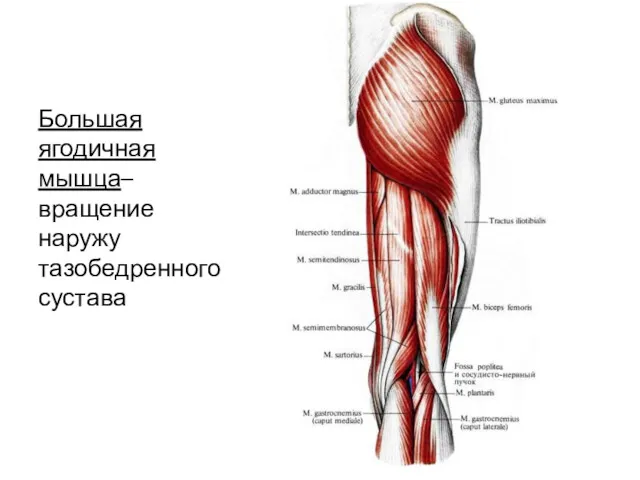 Большая ягодичная мышца– вращение наружу тазобедренного сустава