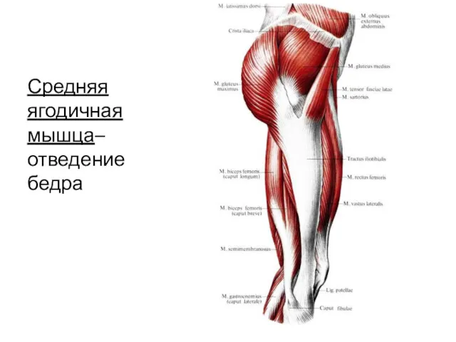 Средняя ягодичная мышца– отведение бедра