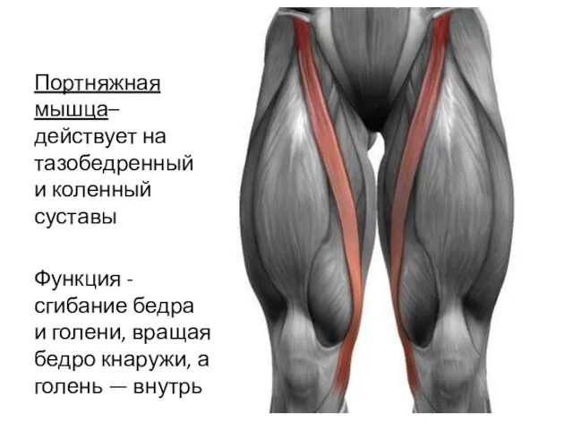 Портняжная мышца– действует на тазобедренный и коленный суставы Функция -