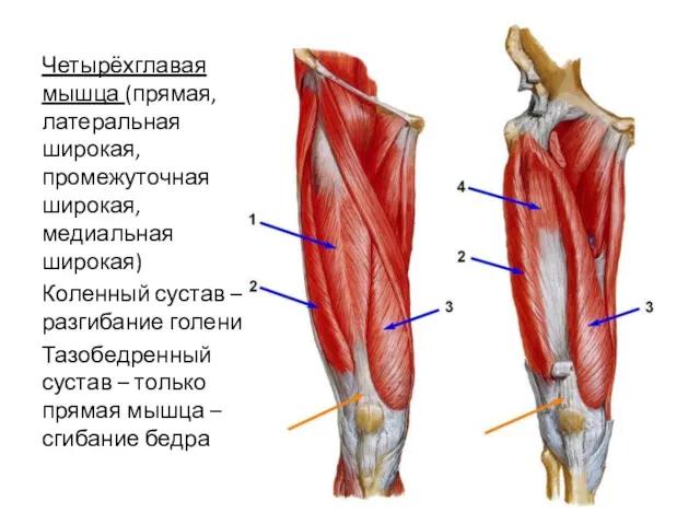 Четырёхглавая мышца (прямая, латеральная широкая, промежуточная широкая, медиальная широкая) Коленный