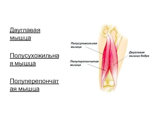 Двуглавая мышца Полусухожильная мышца Полуперепончатая мышца