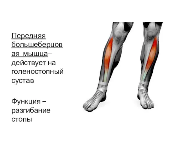 Передняя большеберцовая мышца– действует на голеностопный сустав Функция – разгибание стопы