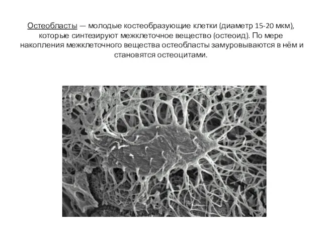Остеобласты — молодые костеобразующие клетки (диаметр 15-20 мкм), которые синтезируют
