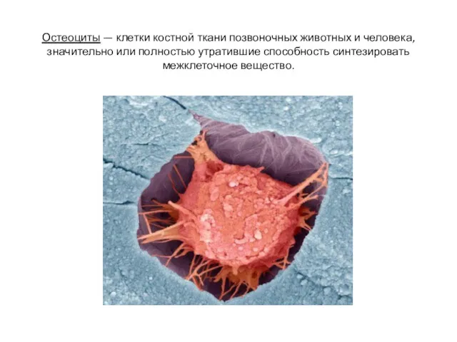 Остеоциты — клетки костной ткани позвоночных животных и человека, значительно