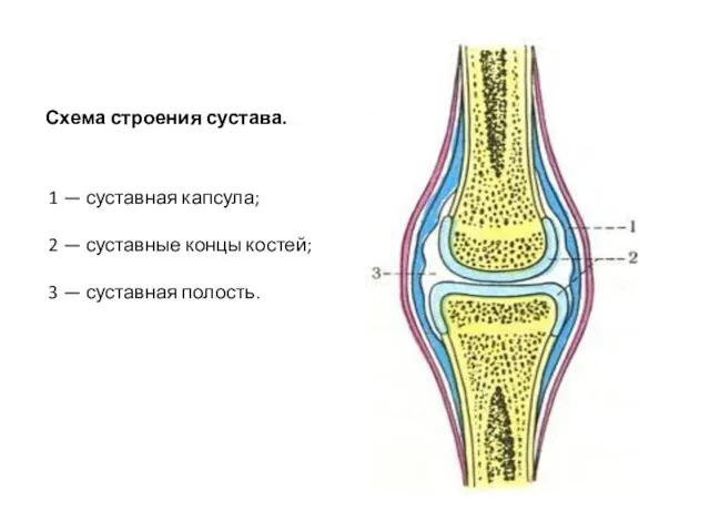 Схема строения сустава. 1 — суставная капсула; 2 — суставные концы костей; 3 — суставная полость.