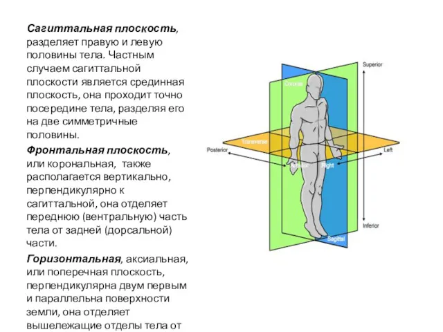 Сагиттальная плоскость, разделяет правую и левую половины тела. Частным случаем