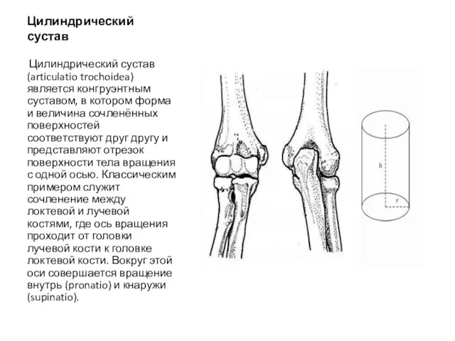 Цилиндрический сустав Цилиндрический сустав (articulatio trochoidea) является конгруэнтным суставом, в