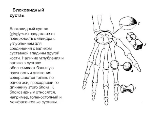 Блоковидный сустав Блоковидный сустав (ginglymus) представляет поверхность цилиндра с углублением