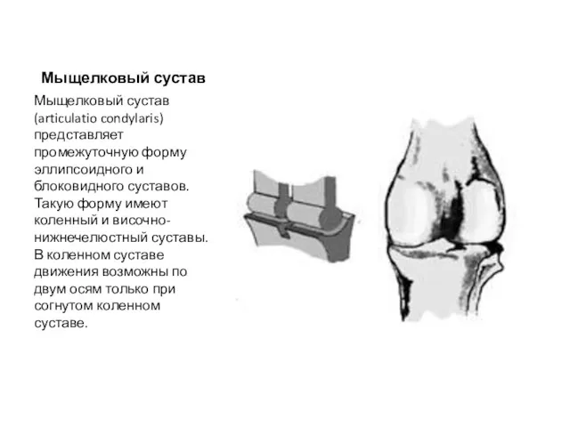 Мыщелковый сустав Мыщелковый сустав (articulatio condylaris) представляет промежуточную форму эллипсоидного